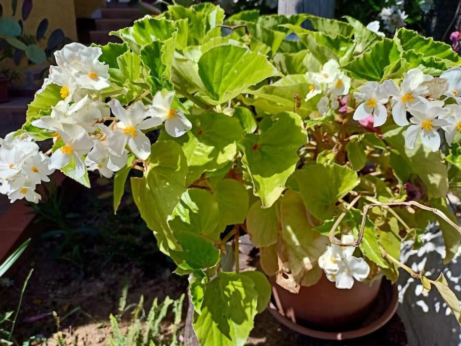 Villa Falconera Apartaments, Gandia A Las Faldas De La Montana Eksteriør billede