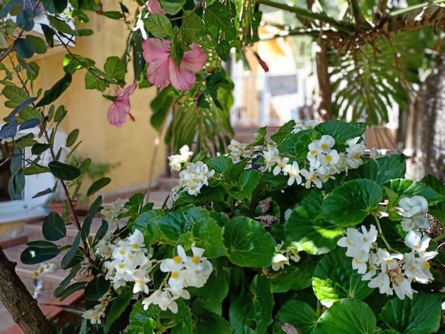 Villa Falconera Apartaments, Gandia A Las Faldas De La Montana Eksteriør billede
