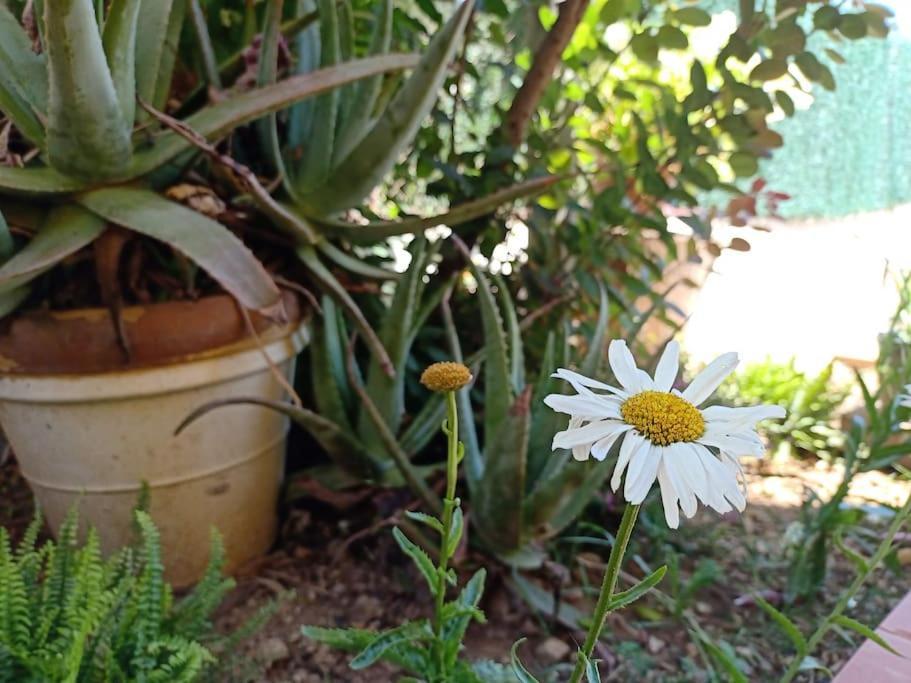 Villa Falconera Apartaments, Gandia A Las Faldas De La Montana Eksteriør billede