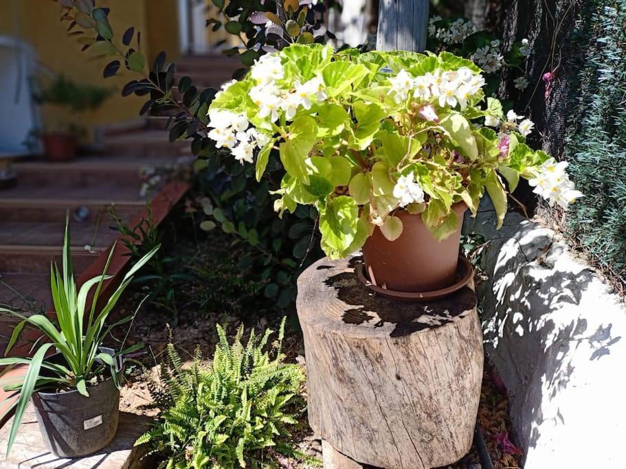 Villa Falconera Apartaments, Gandia A Las Faldas De La Montana Eksteriør billede