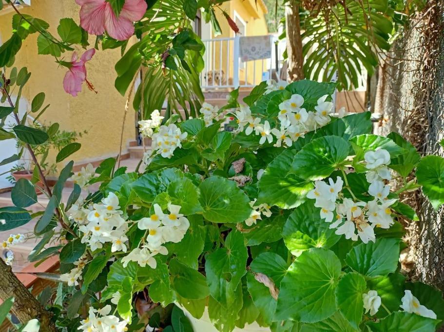 Villa Falconera Apartaments, Gandia A Las Faldas De La Montana Eksteriør billede