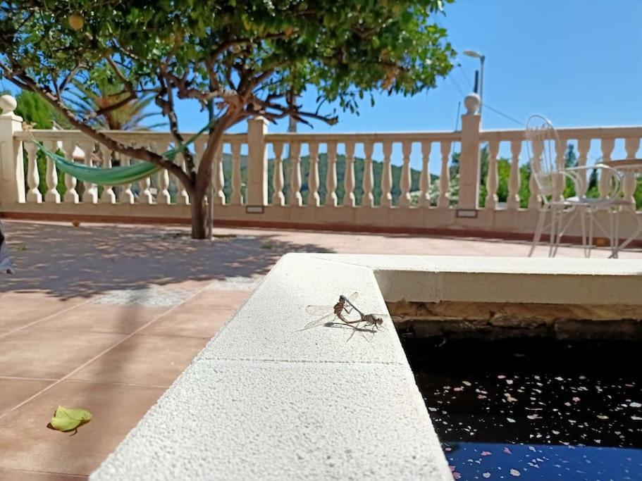 Villa Falconera Apartaments, Gandia A Las Faldas De La Montana Eksteriør billede